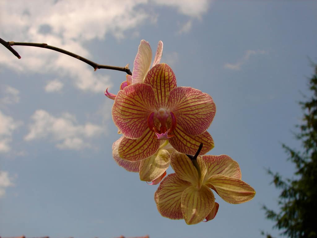 Hallo Orchideenfreunde! 55 DSC02080