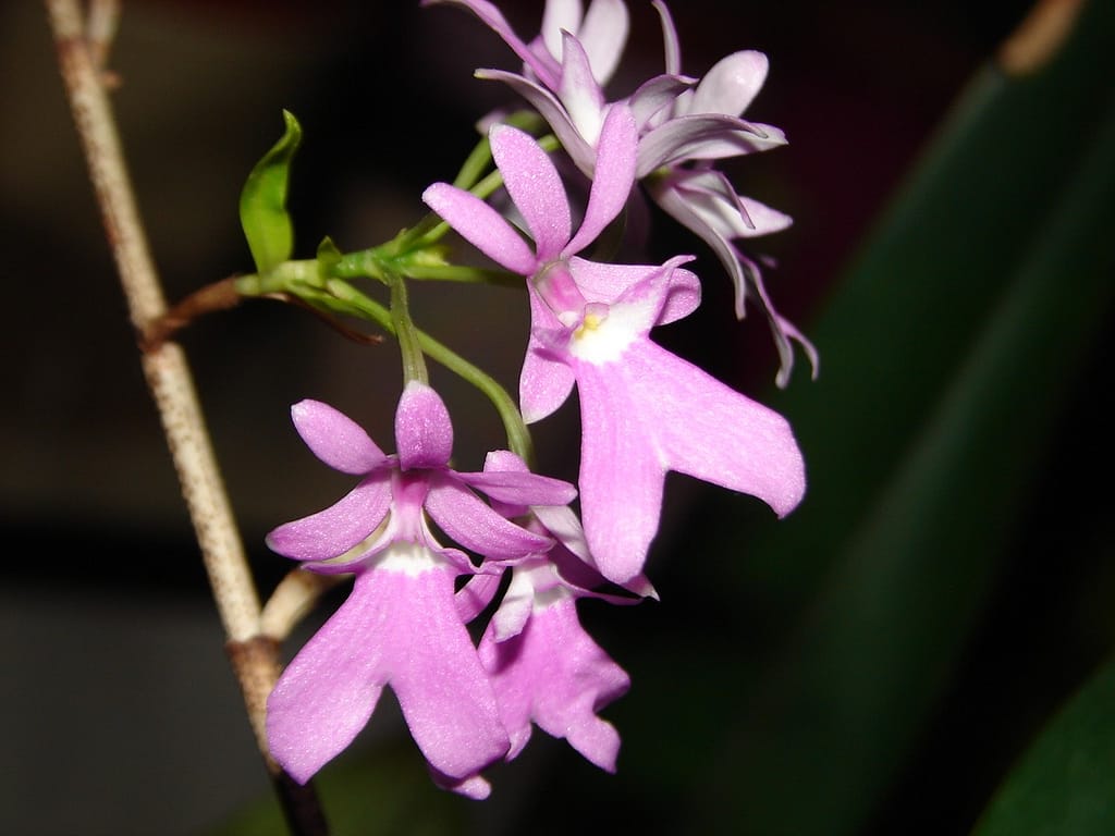Hallo Orchideenfreunde! 45 DSC04779
