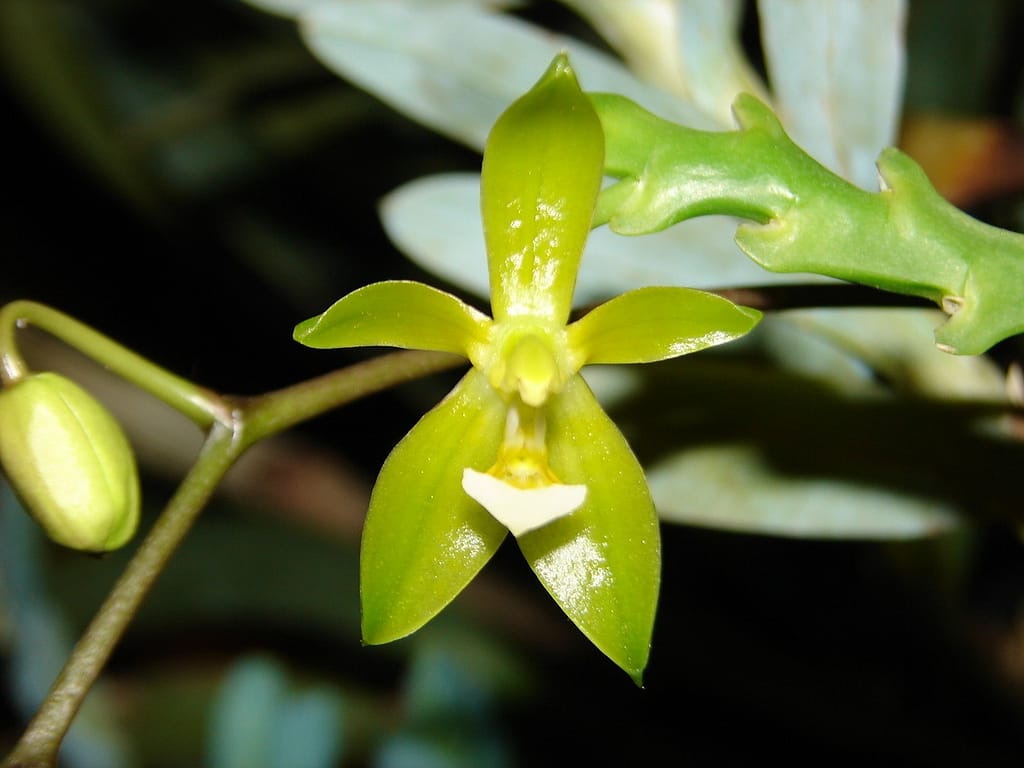 Hallo Orchideenfreunde! 44 DSC04780