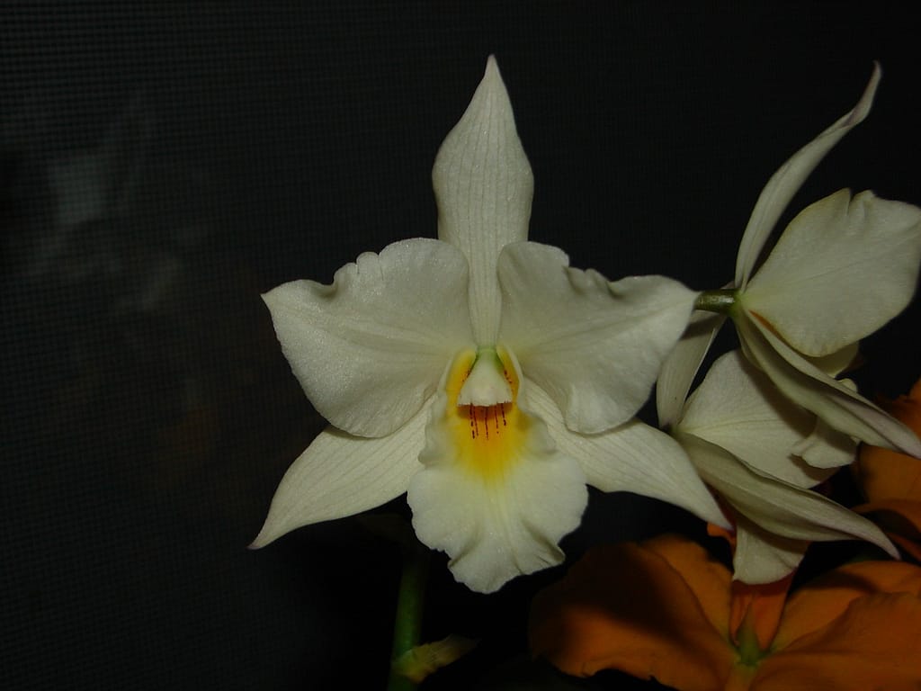 Hallo Orchideenfreunde! 42 DSC04794