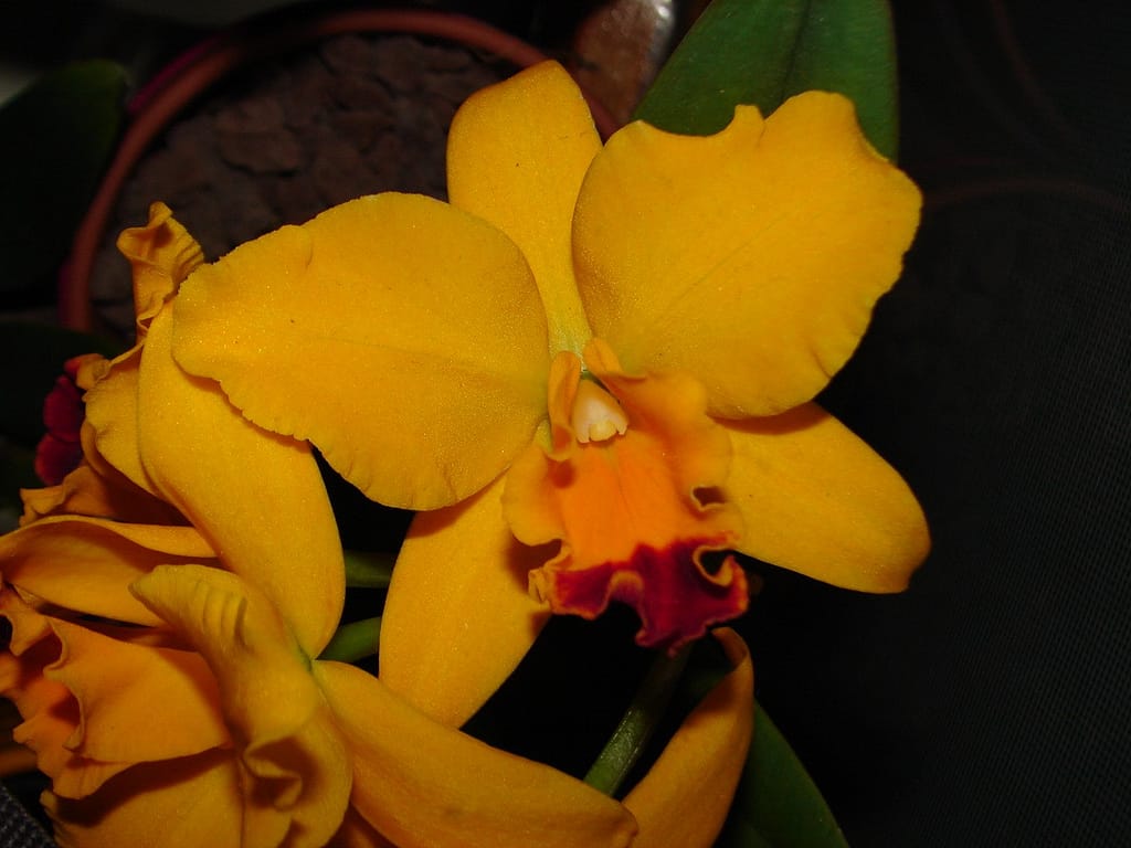 Cattleya 7 DSC04795