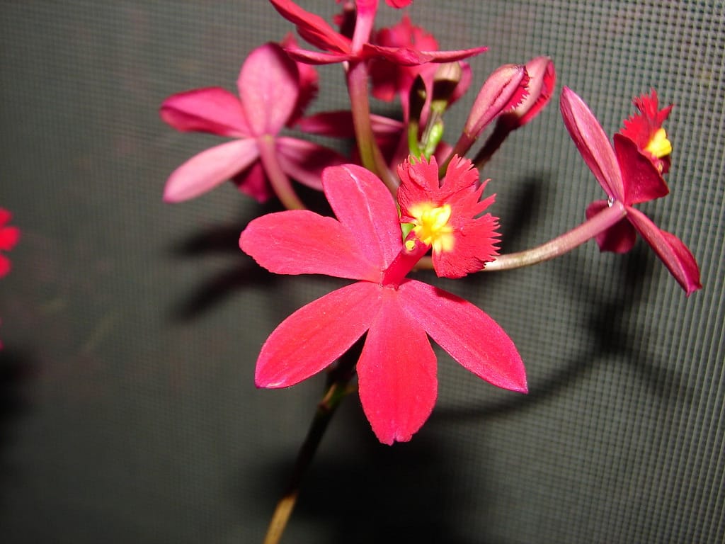 Hallo Orchideenfreunde! 41 DSC04797