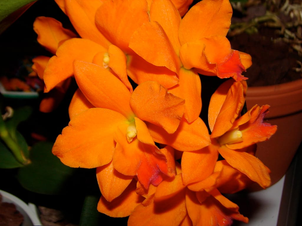 Hallo Orchideenfreunde! 40 DSC07417