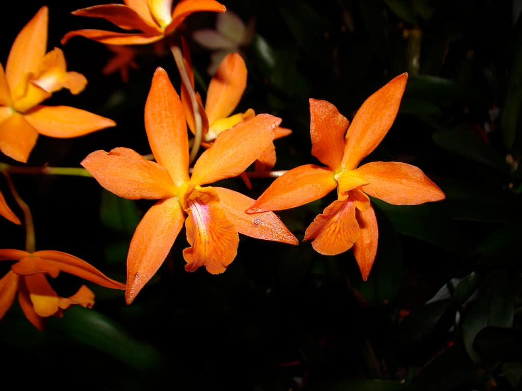 Hallo Orchideenfreunde! 39 DSC07421