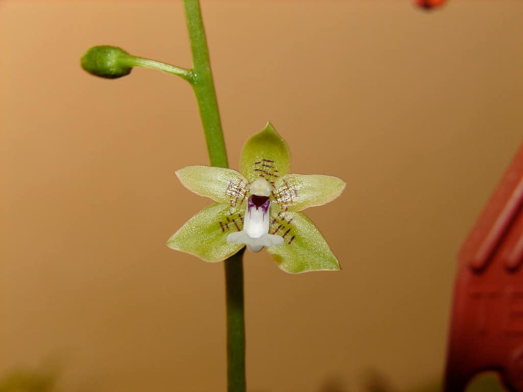 Hallo Orchideenfreunde! 23 DSC09710