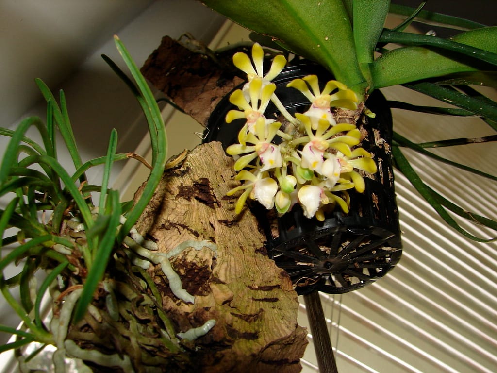 Hallo Orchideenfreunde! 22 DSC09738