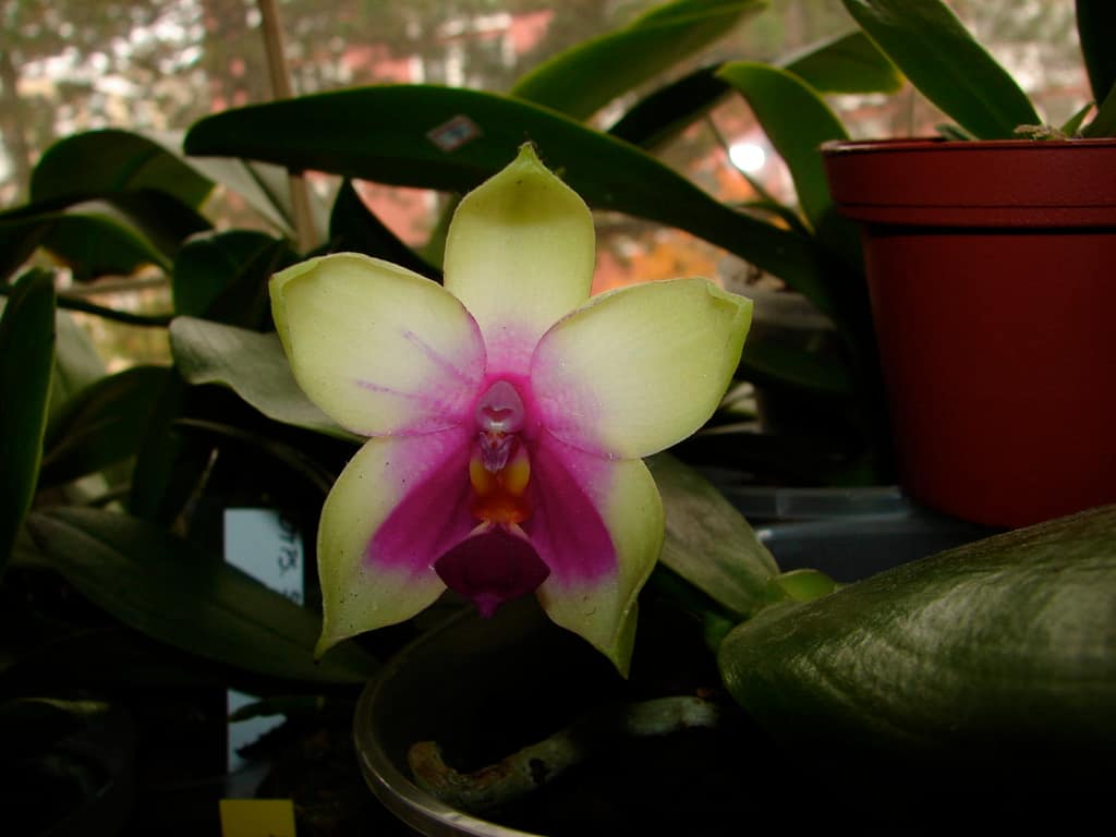 Hallo Orchideenfreunde! 21 DSC09743