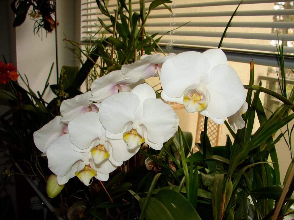 Hallo Orchideenfreunde! 20 DSC09746