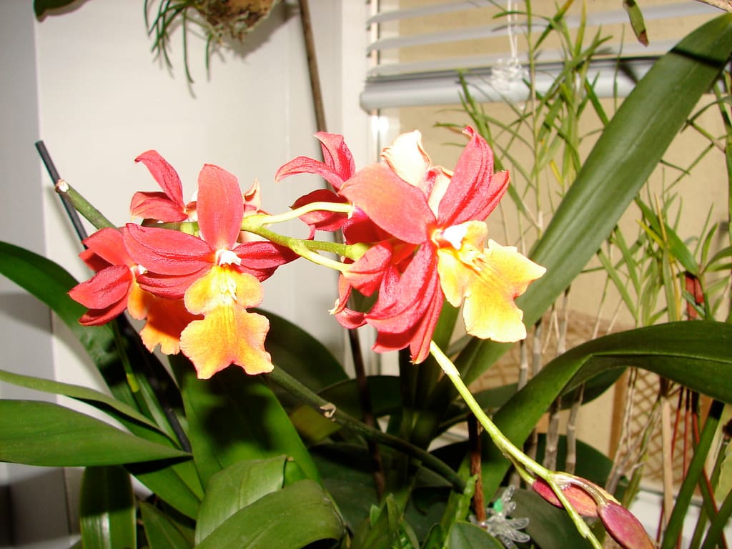 Hallo Orchideenfreunde! 19 DSC09748