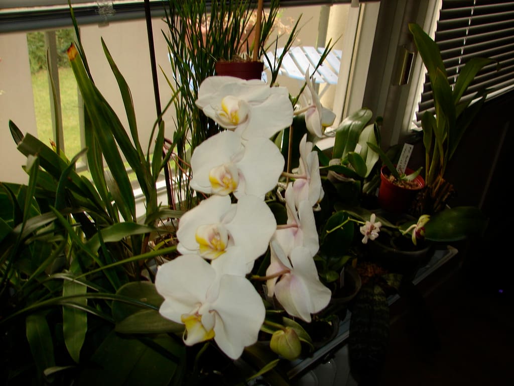 Hallo Orchideenfreunde! 18 DSC09751