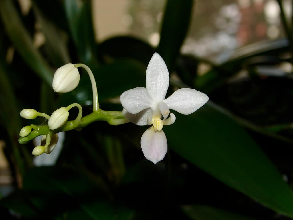 Hallo Orchideenfreunde! 16 DSC09759