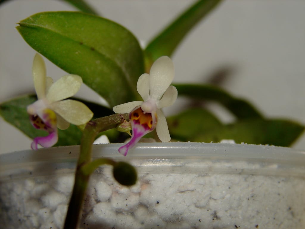 Hallo Orchideenfreunde! 15 DSC09946