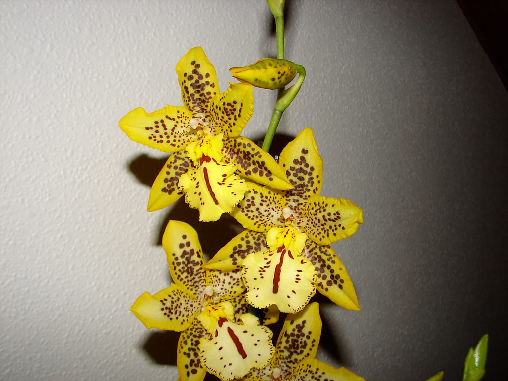 Oncidium 11 DSC09986