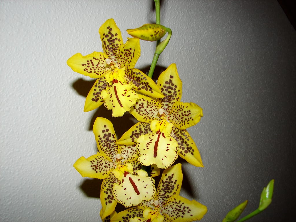 Hallo Orchideenfreunde! 14 DSC09987