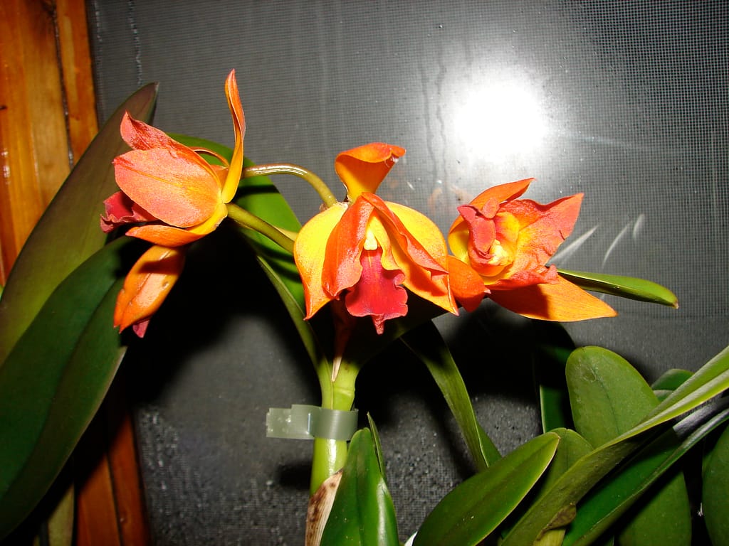 Hallo Orchideenfreunde! 13 DSC09994