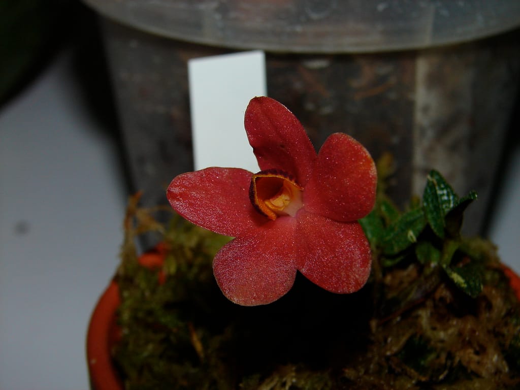 Hallo Orchideenfreunde! 12 DSC09999