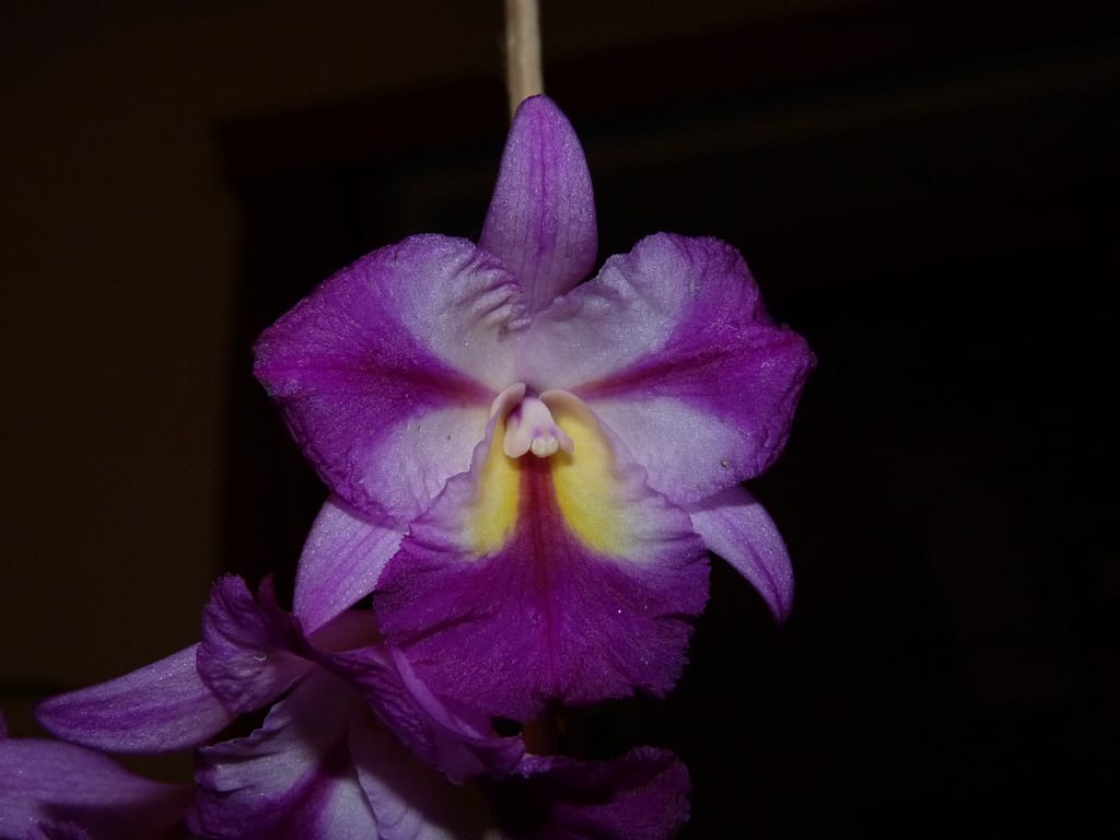 Hallo Orchideenfreunde! 9 P1060476