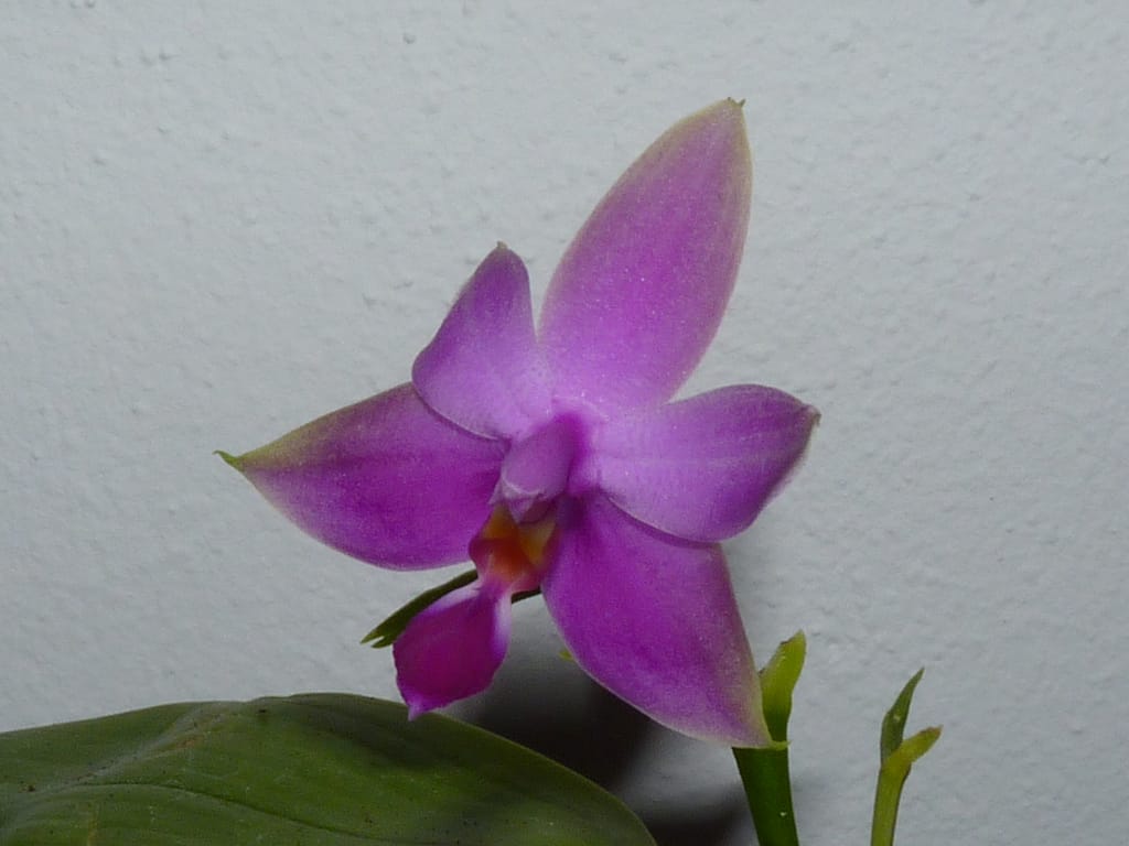 Phalaenopsis Lung Ching's Baby 4 P1310982