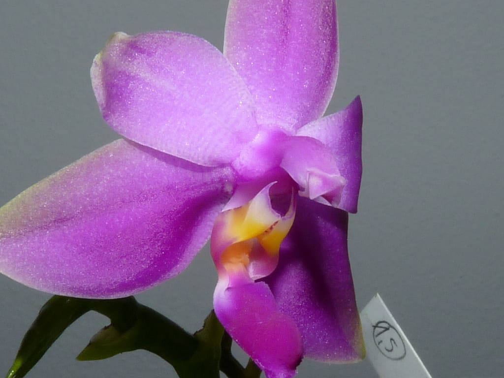 Hallo Orchideenfreunde! 7 P1310988