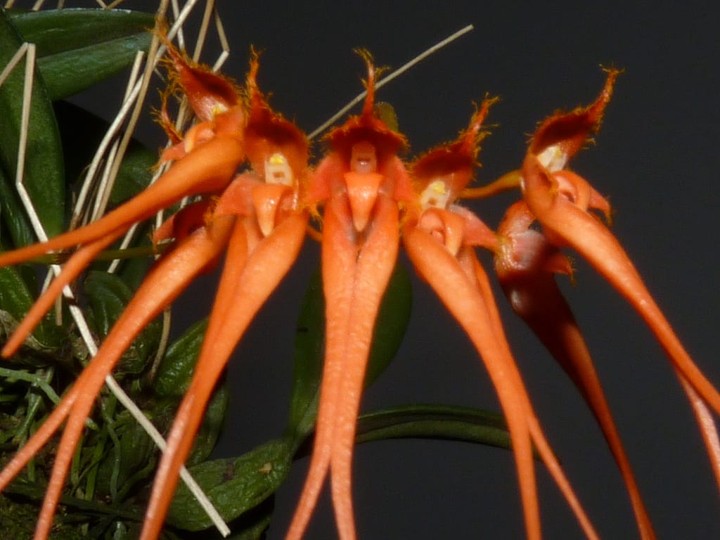 Bulbophyllum 5 P1440018