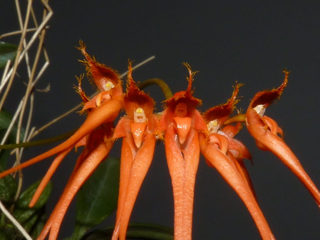 Hallo Orchideenfreunde! 6 P1440019