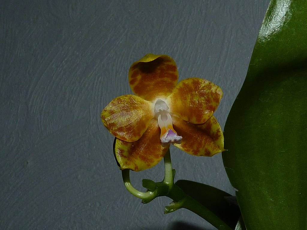 Hallo Orchideenfreunde! 4 P1650648