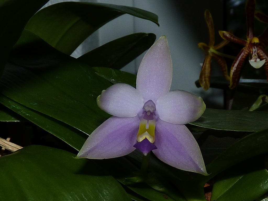 Hallo Orchideenfreunde! 5 P1650650