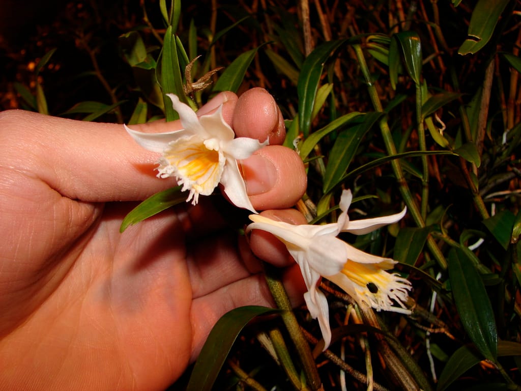 Dendrobium 10 DSC00293