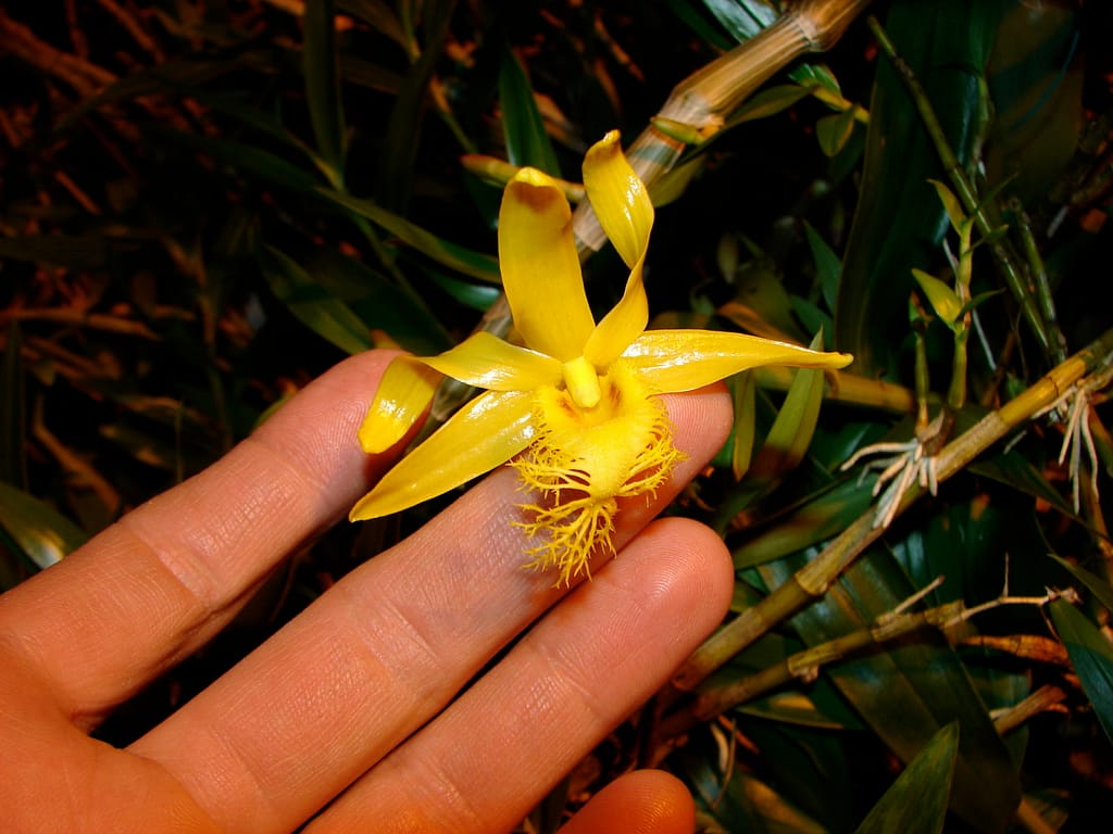 Dendrobium 7 DSC00300