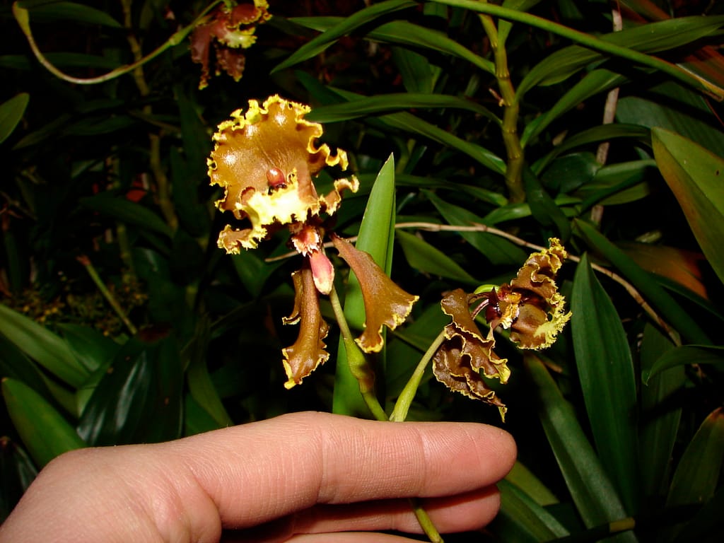 Oncidium 5 DSC00340