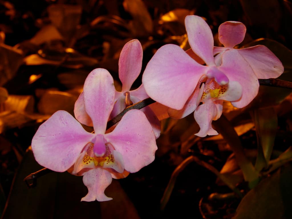 Phalaenopsis Almaho 3 DSC00375