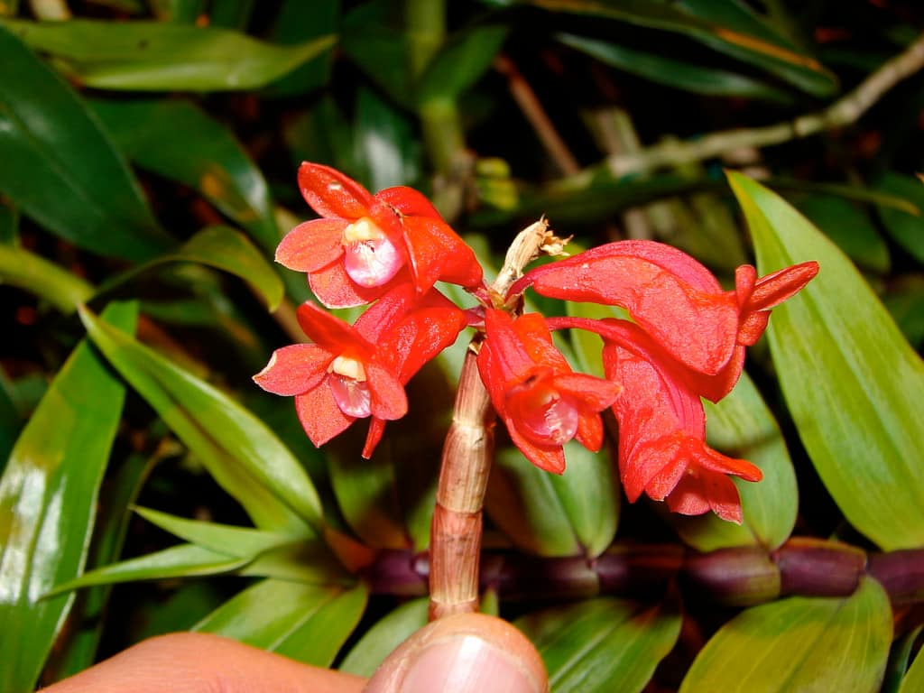 Dendrobium lawesii 4 DSC00379