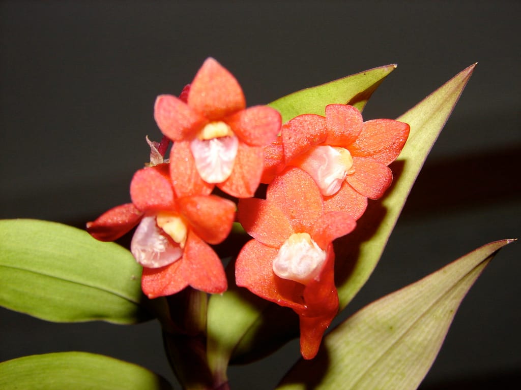 Dendrobium lawesii 5 DSC00432