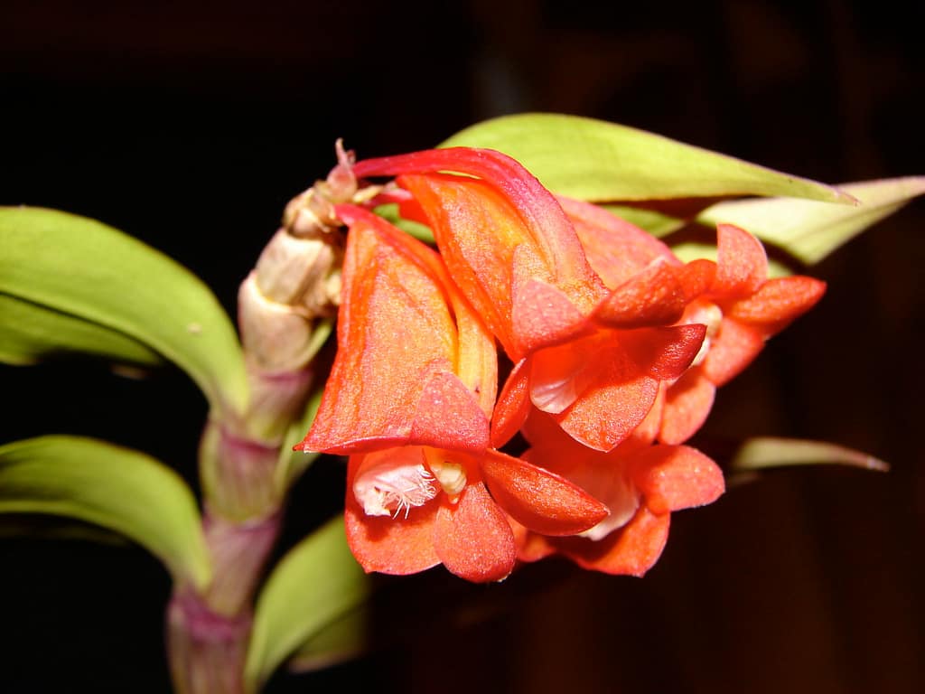 Dendrobium lawesii 6 DSC00433