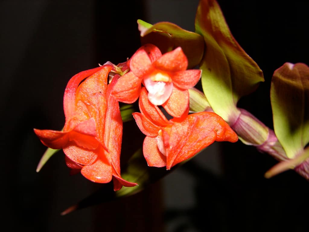 Dendrobium lawesii 3 DSC00436