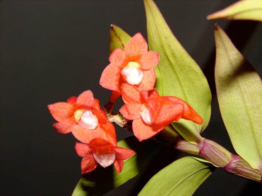 Dendrobium lawesii 7 DSC00437