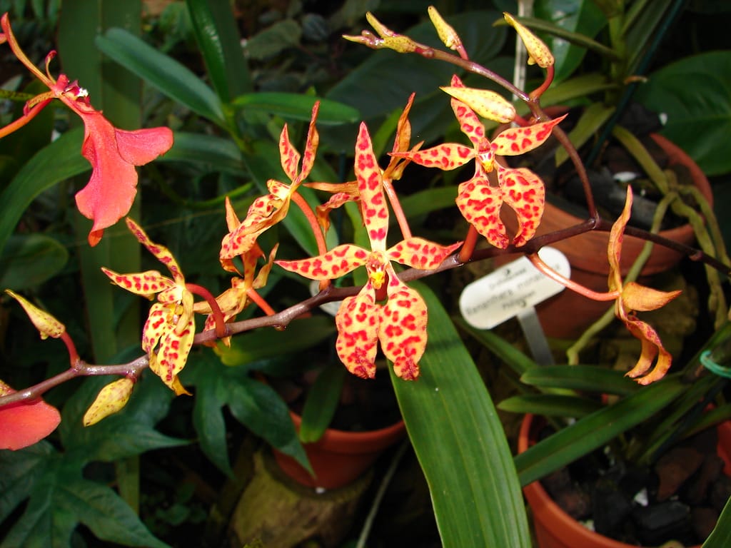 Renanthera monachica 2 dsc01242