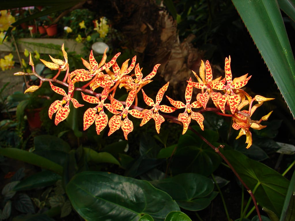Renanthera monachica 3 dsc01243