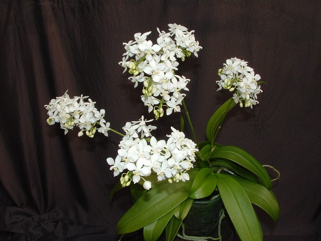 Phalaenopsis equestris 3 phal. equestris var. alba starship 073 1