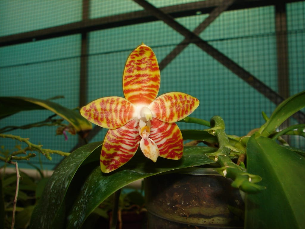 Phalaenopsis amboinensis 2 DSC09467