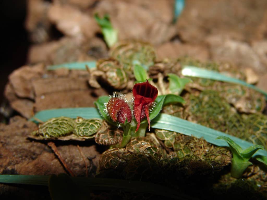 Porpax gigantea 2 Porpax gigantea