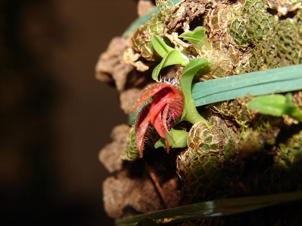 Porpax gigantea 3 Porpax gigantea