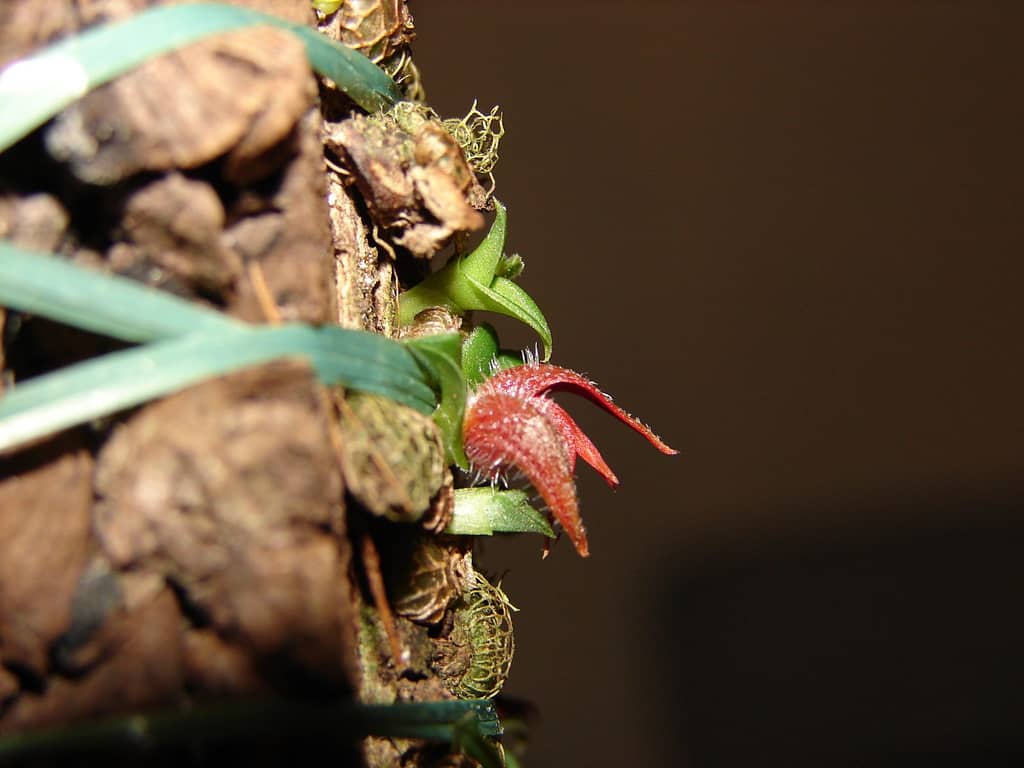 Porpax gigantea 4 Porpax gigantea