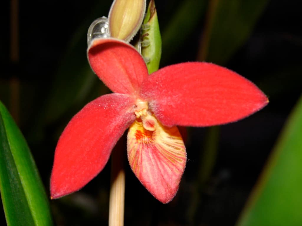 Frauenschuh Orchideen 6 Dsc00024