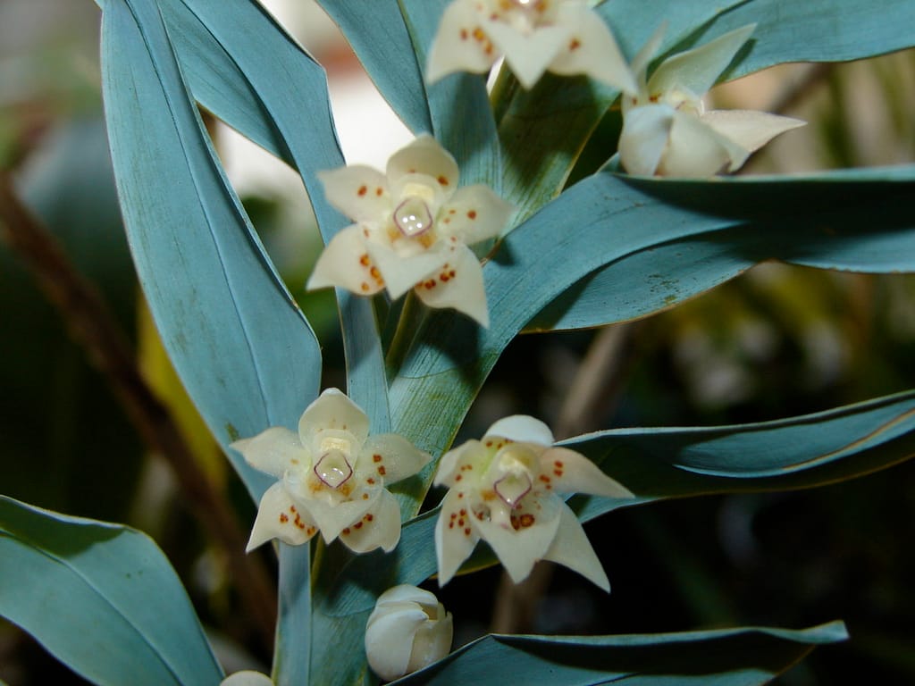 Meine Top 6 Mittelamerika Orchideen 24 DSC01718