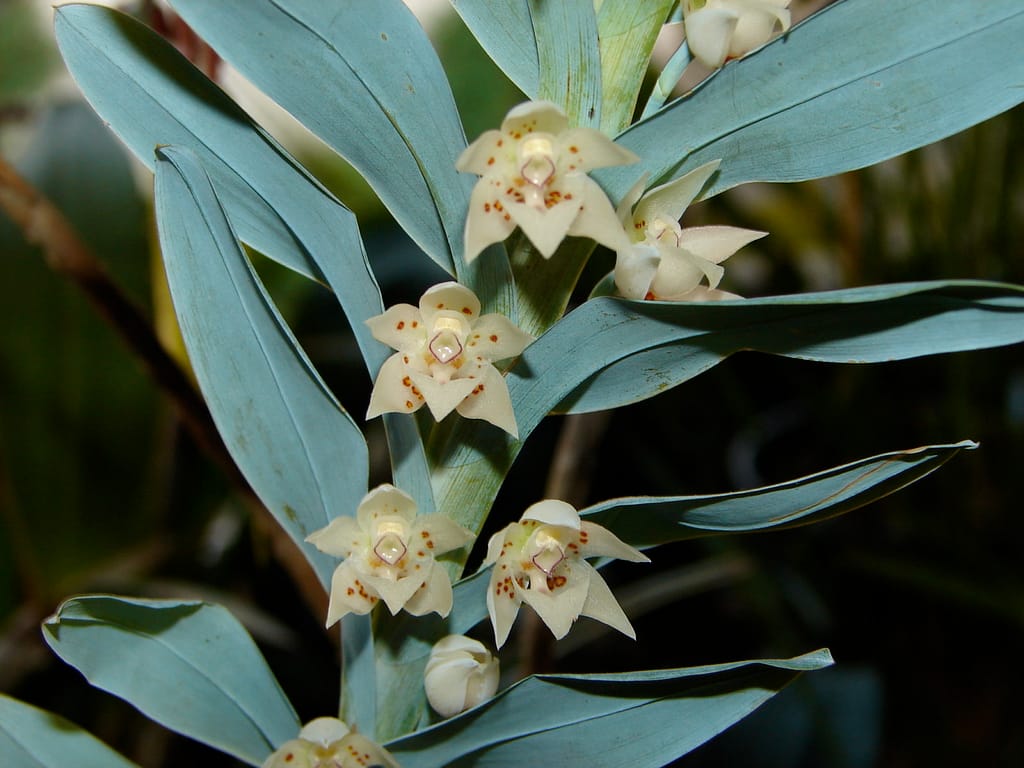 Meine Top 6 Mittelamerika Orchideen 22 DSC01720