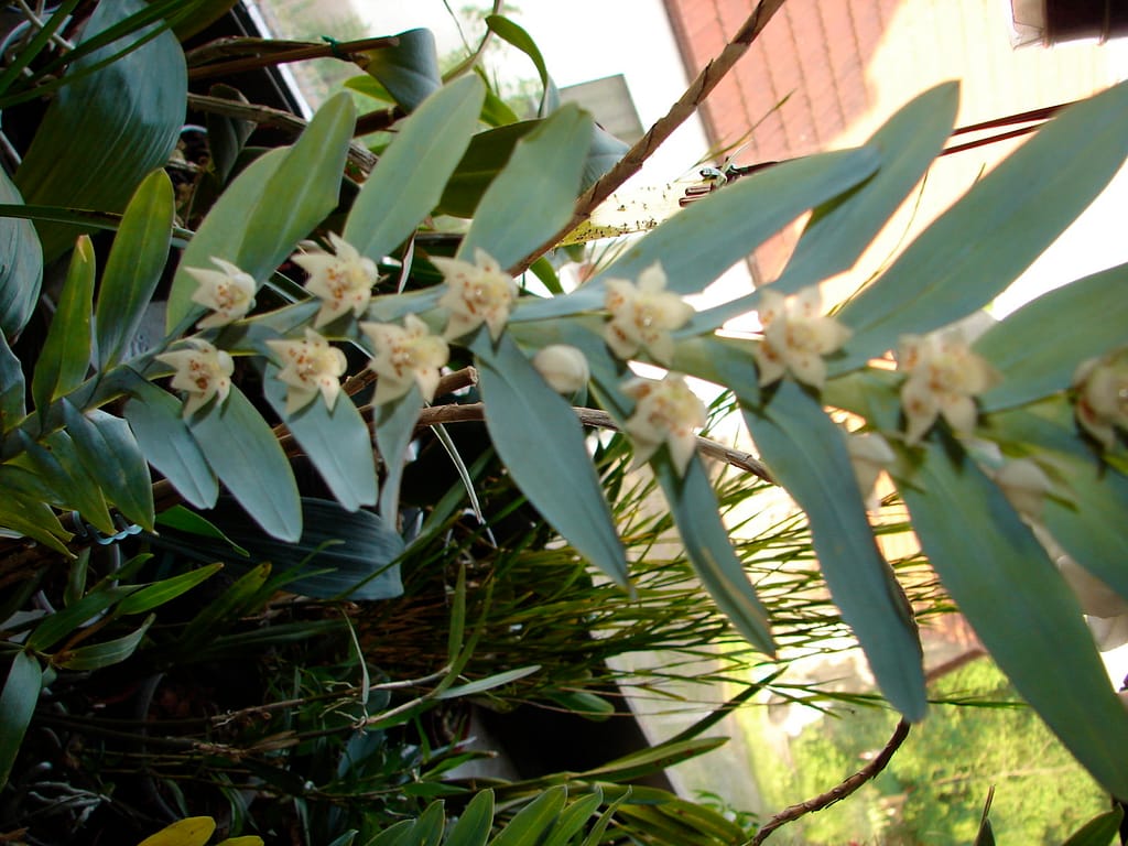 Meine Top 6 Mittelamerika Orchideen 23 DSC01721