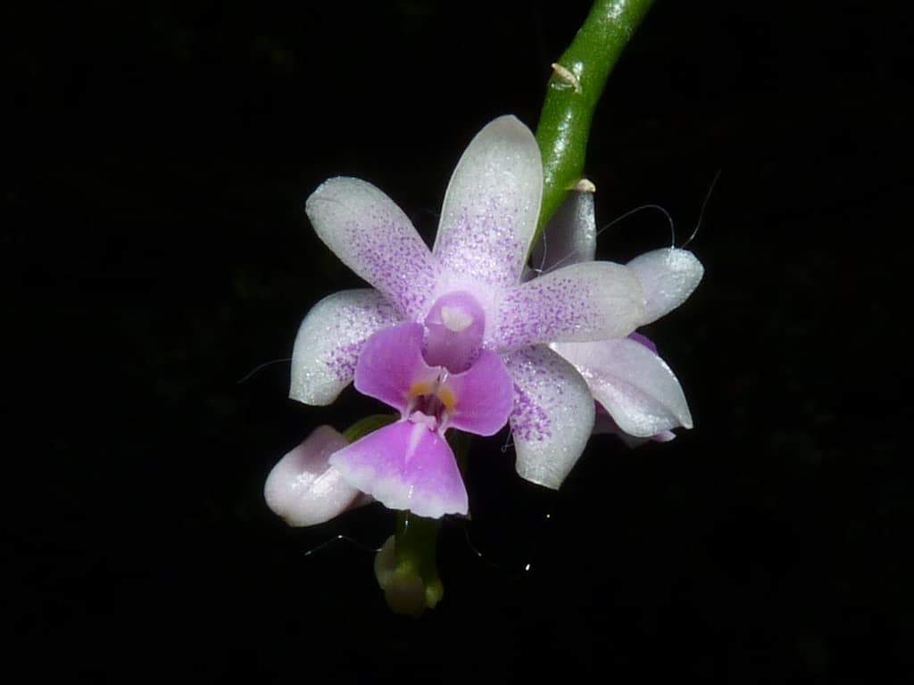 Phalaenopsis deliciosa 3 Phalaenopsis deliciosa