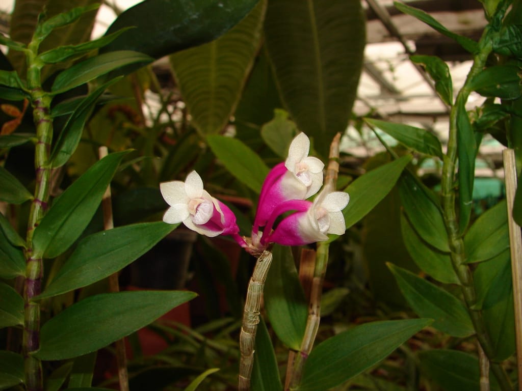 Dendrobium lawesii 8 DSC09432