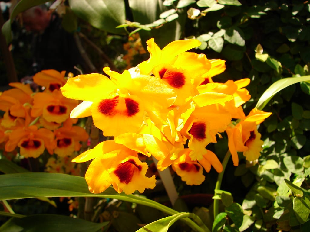 Dendrobium chrysanthum 3 Dendrobium chrysanthum